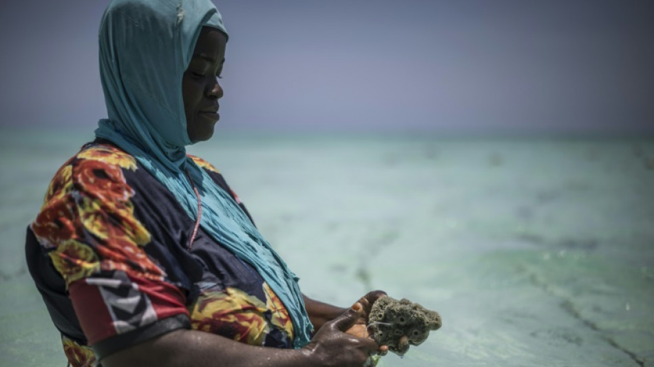 Zanzibar women turn to sponge farming as oceans heat up