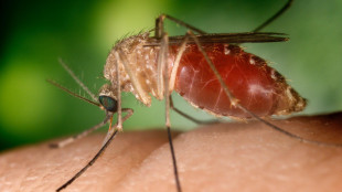 Iss, in Italia 787 casi di West Nile, 369 di dengue e 30 di chikungunya