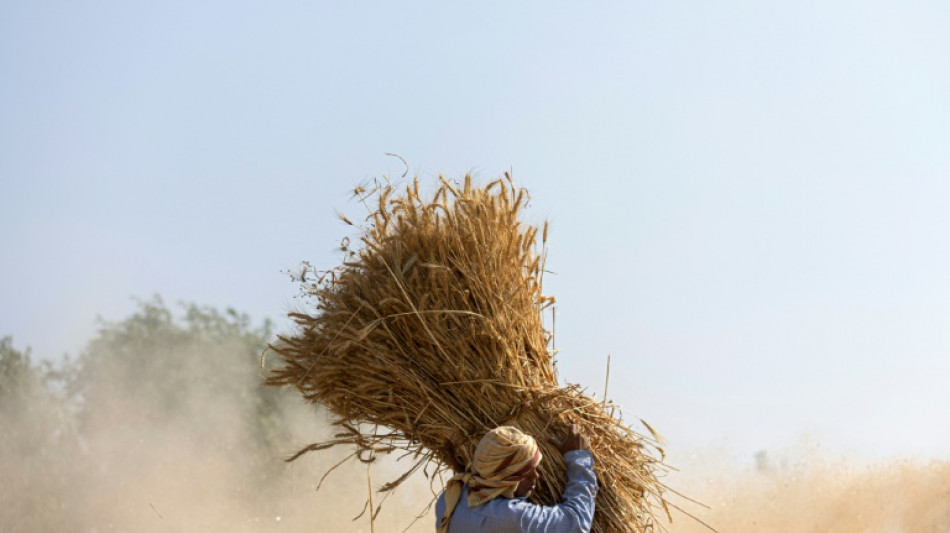 Studie: In elf L&auml;ndern drohen Unruhen aufgrund steigender Lebensmittelpreise