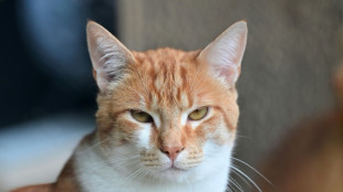 Sachsen-Anhalt: Womöglich mehrere Katzen aus fahrendem Auto geworfen und getötet