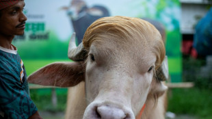'Trump' buffalo spared sacrifice, sent to Bangladesh zoo
