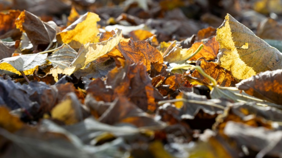 Auf Laub ausgerutscht: Frau scheitert in M&uuml;nchen mit Klage auf Entsch&auml;digung