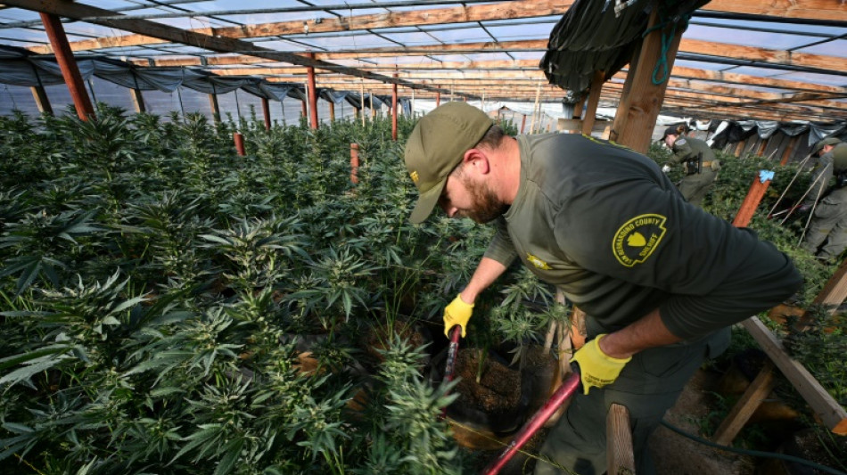 Apesar da legaliza&ccedil;&atilde;o, Calif&oacute;rnia sofre com cultivos ilegais de maconha