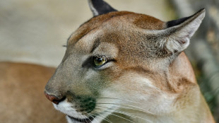 Studie: Mehr Pumas - weniger Verkehrsunf&auml;lle mit Rehen