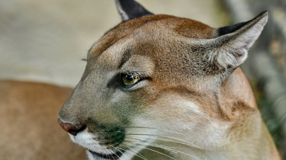 Where mountain lions roam, fewer deer in the headlights