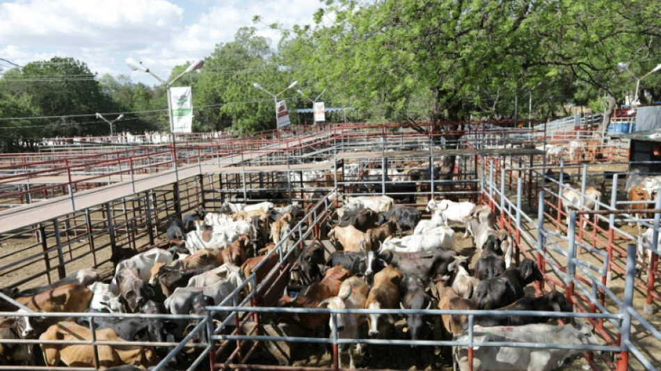 Au Nicaragua, l'industrie bovine pi&eacute;tine la for&ecirc;t et les indig&egrave;nes, selon un documentaire