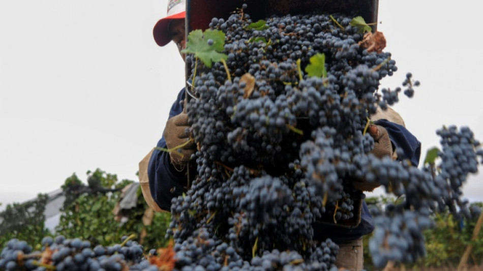 En Argentine, des vendanges sous stress d'une ann&eacute;e noire pour la vigne