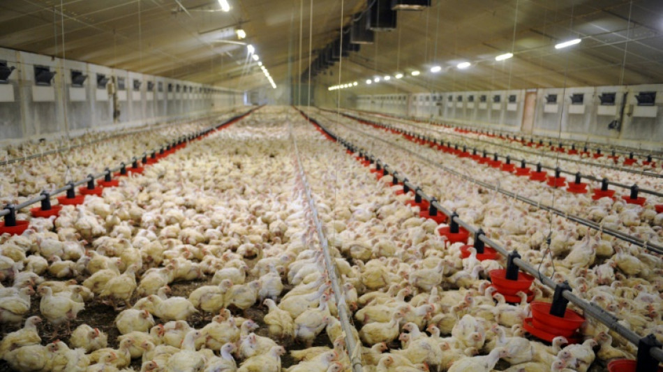 Restauration rapide: le poulet a la cote, mais quid de ses conditions d'&eacute;levage?