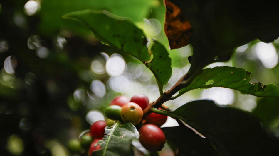 Nuovo massimo per il caff&egrave; Arabica, supera i 3 dollari a libbra