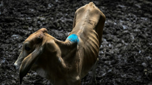 Avec El Ni&ntilde;o, p&eacute;riode de vaches maigres pour les &eacute;leveurs du Salvador