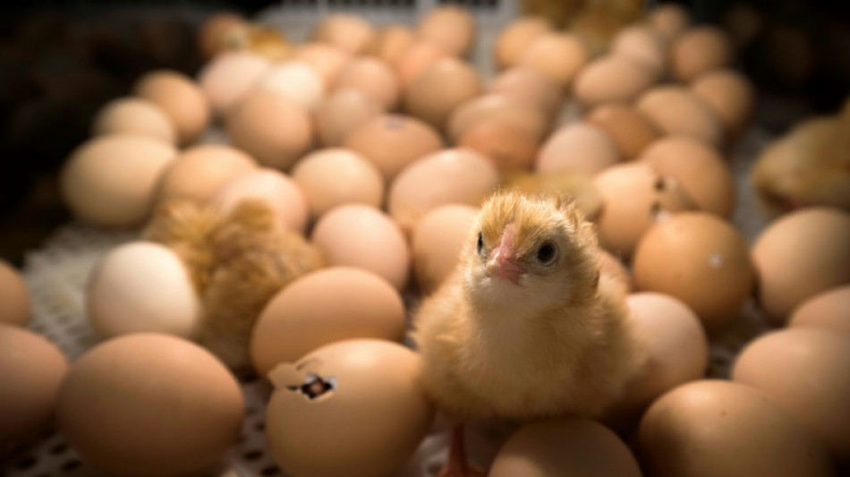 Foodwatch: Verbleib m&auml;nnlicher K&uuml;ken seit Schredder-Verbot weitgehend unklar