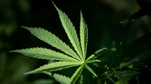 Polizei entdeckt Cannabisplantage mit mehr als 900 Pflanzen in Kerpen - Festnahme