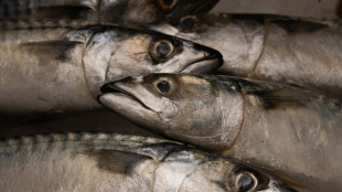 Surp&ecirc;che de maquereaux: l'UE d&eacute;nonce un accord entre Royaume-Uni et Norv&egrave;ge