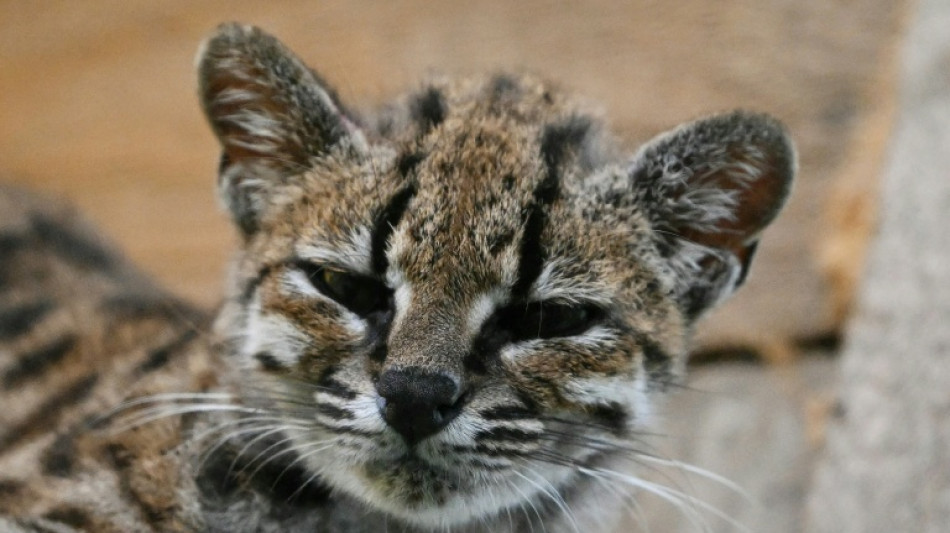 Une nouvelle esp&egrave;ce de chat sauvage d&eacute;couverte en Bolivie, une premi&egrave;re en un si&egrave;cle