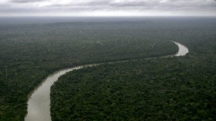 How only a few tree species drive Amazon forest recovery