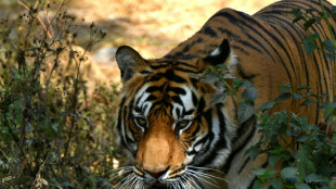 Nepal starts tiger census to track recovery