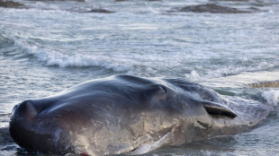 Le cachalot &eacute;chou&eacute; sur une plage de Loire-Atlantique est mort
